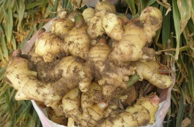 『食材』它是白酒最强“解药”，酒前吃不易醉还护肝，远胜浓茶可当小零食