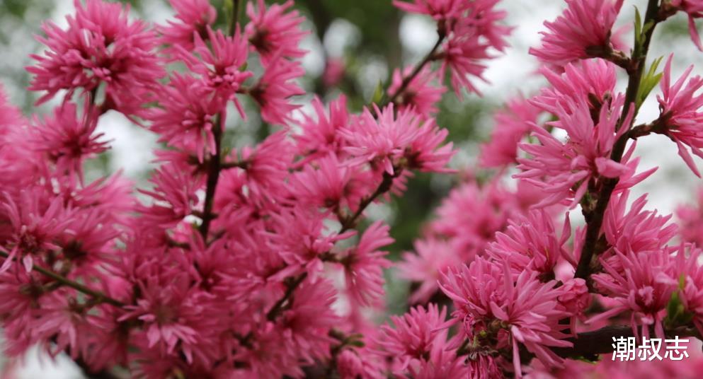 #生肖#6月29号,喜鹊叫钱财收入上上吉,3生肖喜上眉梢,苦日子已过