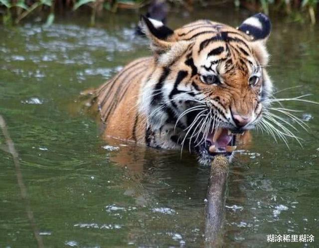 [老虎]为何老虎被称“百兽之王”？把它毛剃光后，才知道生而为王的道理