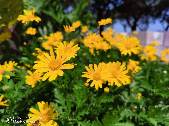 荣耀|手机也有高富帅?来一场高端5G手机的巅峰对决