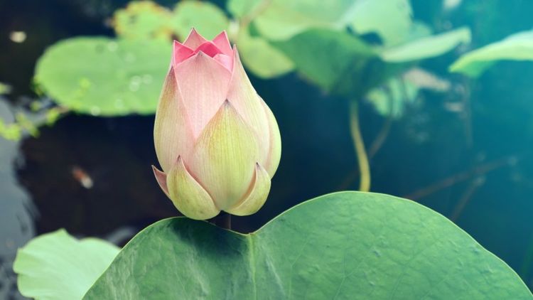 生肖|9月生肖运势:桃花争艳,月老入驻,与真爱美满一生的4大生肖