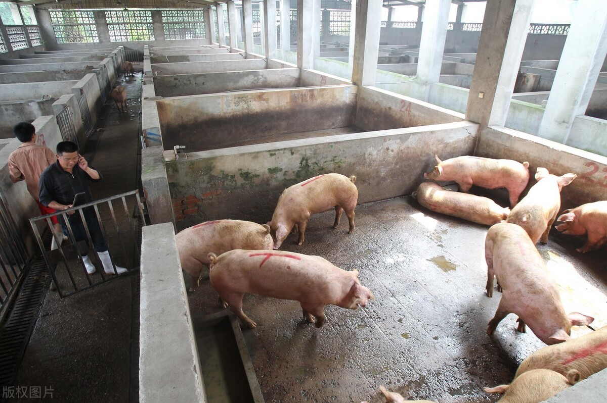 生豬產能恢復超9成，豬價已是最後的“瘋狂”？明年豬價要大跌？-圖6