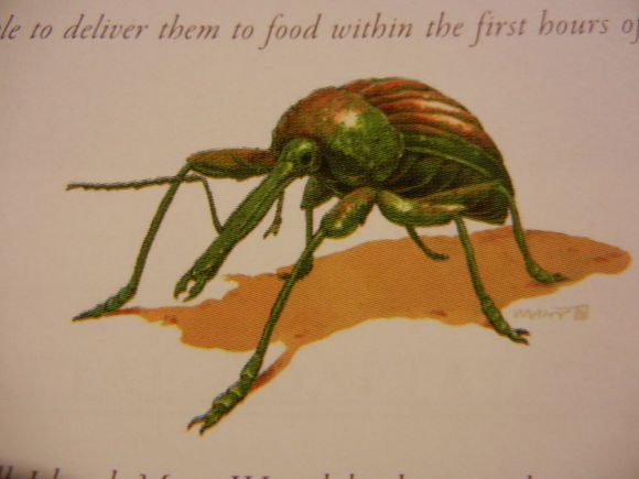 『仰泳』骷髅岛生物设定 昆虫篇