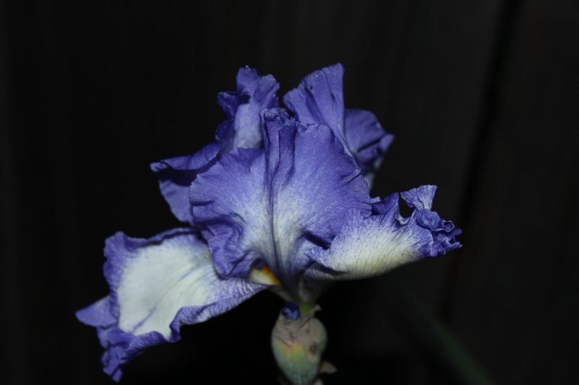 「生肖」5月下旬天降横财，富贵挡不住，财运一路猛涨，财来福到的四属相