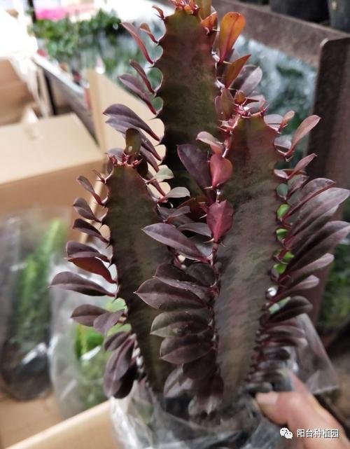 『』家里摆放什么花好？招财-镇宅-霸气十足的三角霸王鞭—龙骨