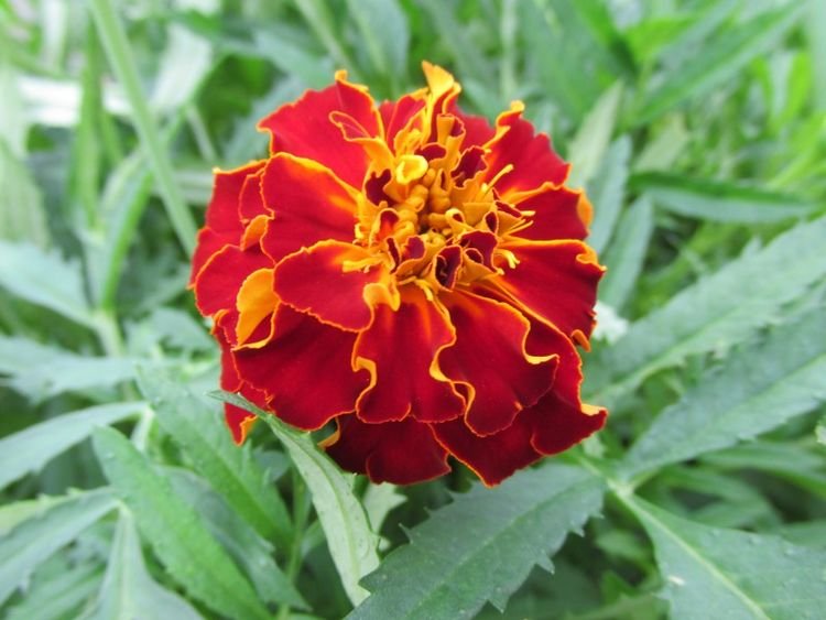 生肖|8月开始多福多金，运气火旺，前程似锦，轻松发财的四大生肖