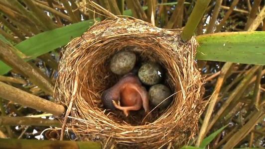 @布谷鸟,你可能常见,但它们的“卑劣”真面目,你未必了解