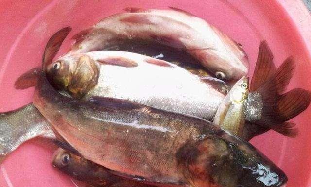 @夏季钓鲢鳙时，能做到这3点想不爆护都难，老钓友：下竿就有鱼