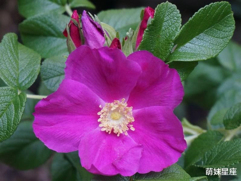 运势|11月上旬，爱情运势，爱情旺盛大胆表白有贵人相助的4大星座