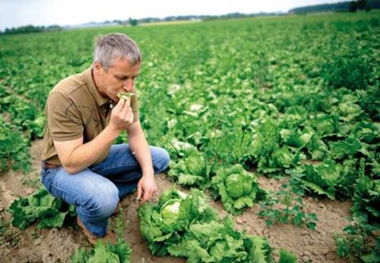 |英国农民:这种植物毒性这么大我们都不敢吃,中国人吃的这么香