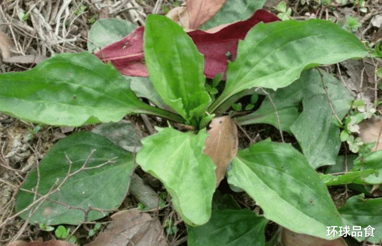 车前草|藏在身边的“止咳方”就是它，常用此草煮水，咳嗽不咳，早知早受益