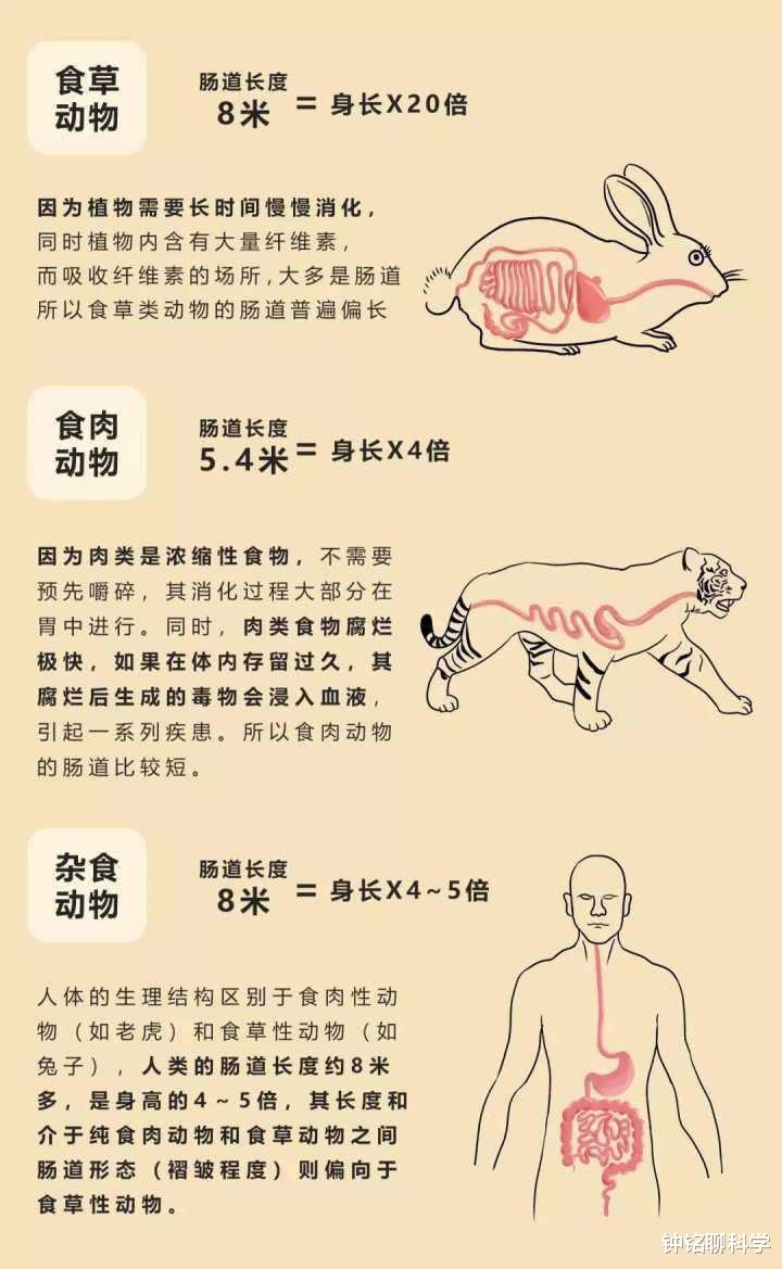 |人类在3.5亿年间，为什么会丢失两次尾巴？