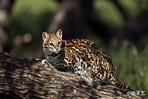 豹猫|国内最可怜的野生猫科动物，曾被疯狂猎杀，现在罕见却也常见