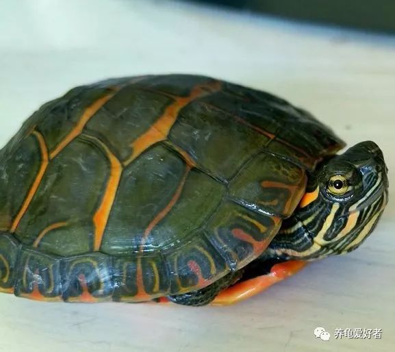 龟圈借口也是笑料百出，变化多端呀！