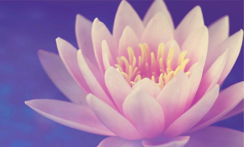 旧爱|8月初很好的事业如日中天,有吉星照耀,观音菩萨来送福