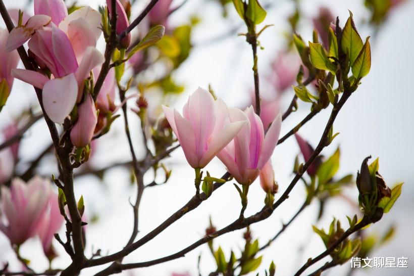 运势|10月上旬开始，桃花运最旺，喜结良缘，要脱单的4大星座