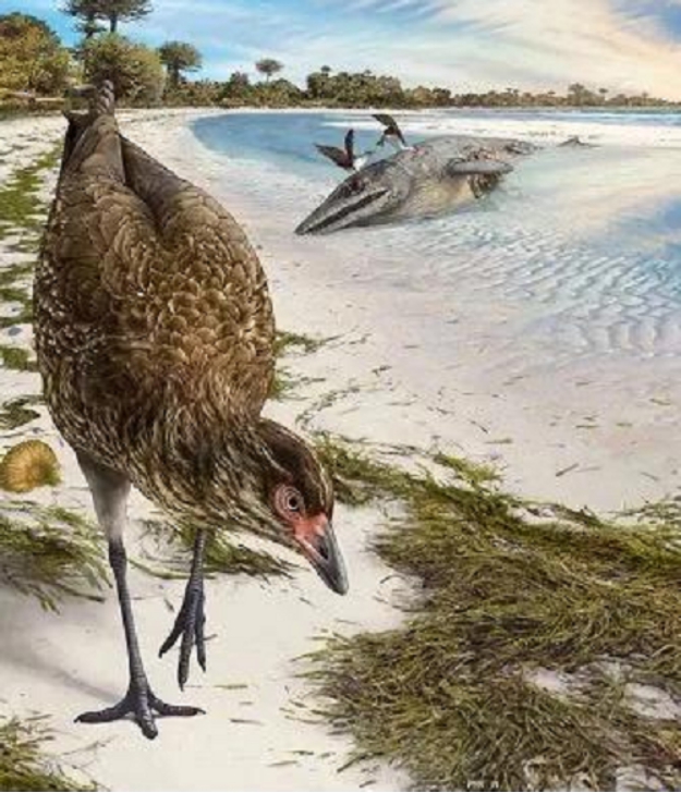 科学家|7500多年前,野鸡主动接近人类,却是带着目的来被驯化成家鸡