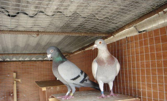 红绛鸽的选择和配对办法