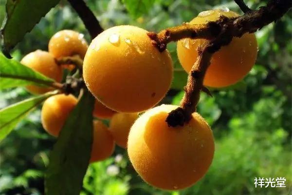 『冬瓜』湿气重的人，嘴里总有“这味道”，常吃6物，湿气不扰不肥胖