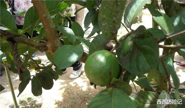 『水果』世界上最毒的植物,吃起来有点甜,手一碰就有可能致人死亡