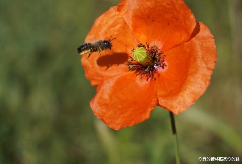 生肖|未来三个月好运来敲门,财运一路飙升,横财滚滚进家门的四属相