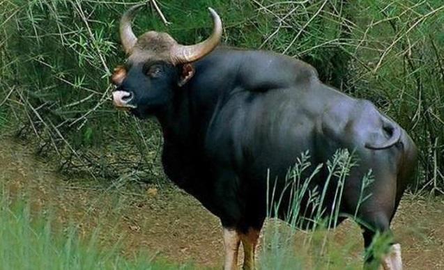 孟加拉虎:云南现存的“牛魔王”,最重一吨半,敢让孟加拉虎变“大猫”