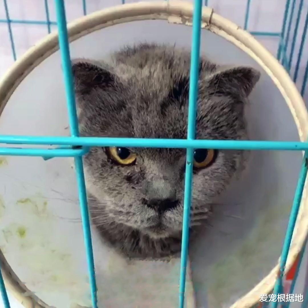 品种猫竟被弃养？蓝猫被丢停车场，弃养原因竟是小毛病