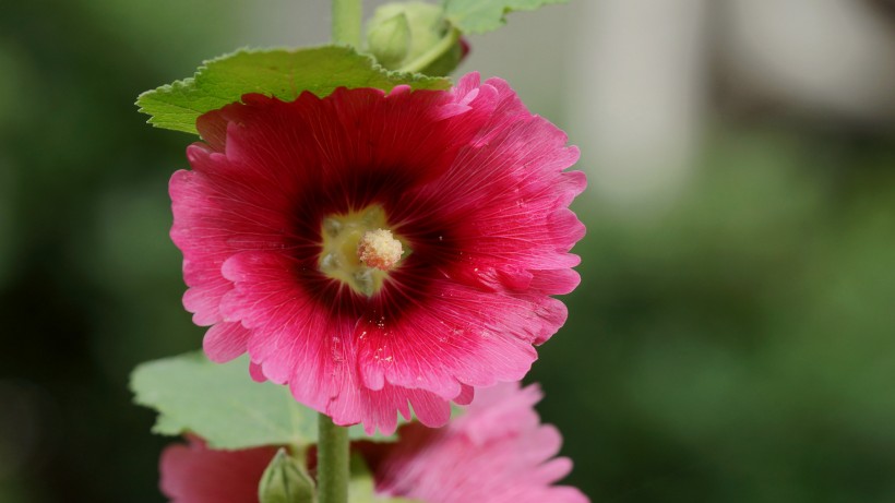 生肖▲7月下旬，相思树花开，前缘再续，将与旧爱重归于好的四大生肖