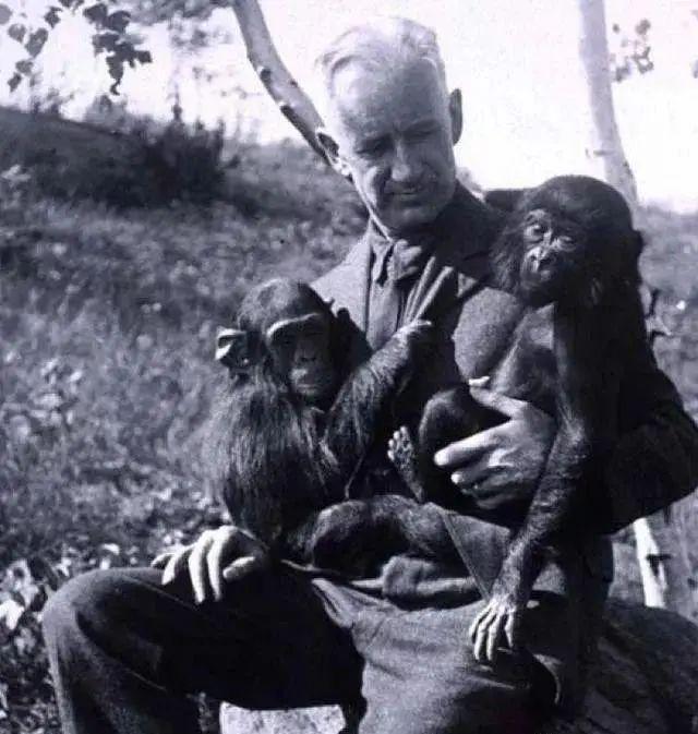 人工授精|丧心病狂的人猿杂交实验