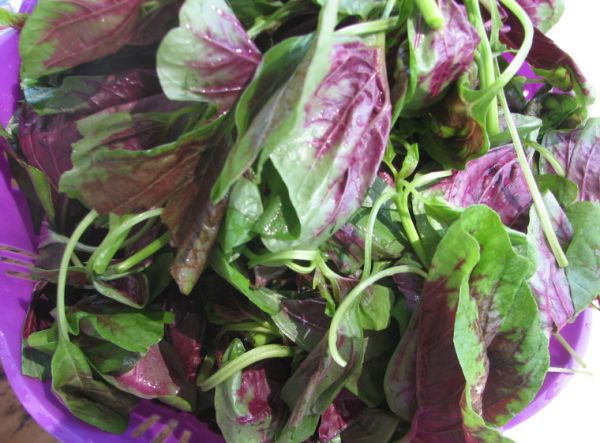 「补钙」藏在路边“补钙菜”,孩子多吃它,个子长得快,骨骼强壮了