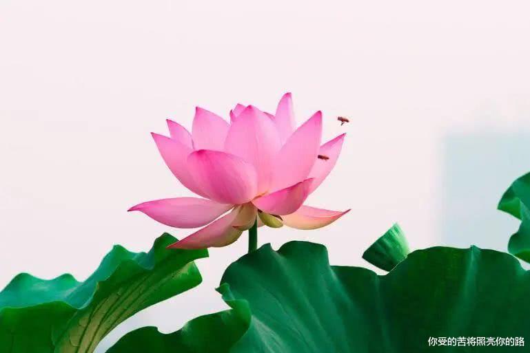 『洪福齐天』未来15天内,3属相横财一路发,天赐大吉兆,事业大有成就,顺利大吉