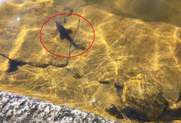 中华鲟|洪水中大量鲟鱼靠岸，各地频繁有人钓获，是中华鲟吗？