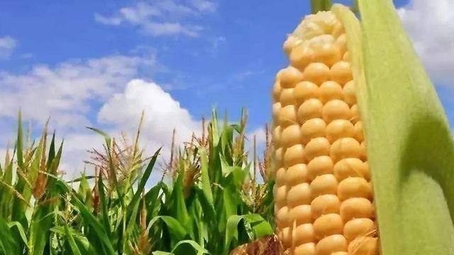 中美|破26年最高纪录！中美签订136万吨玉米大单，乌克兰：那我们呢？
