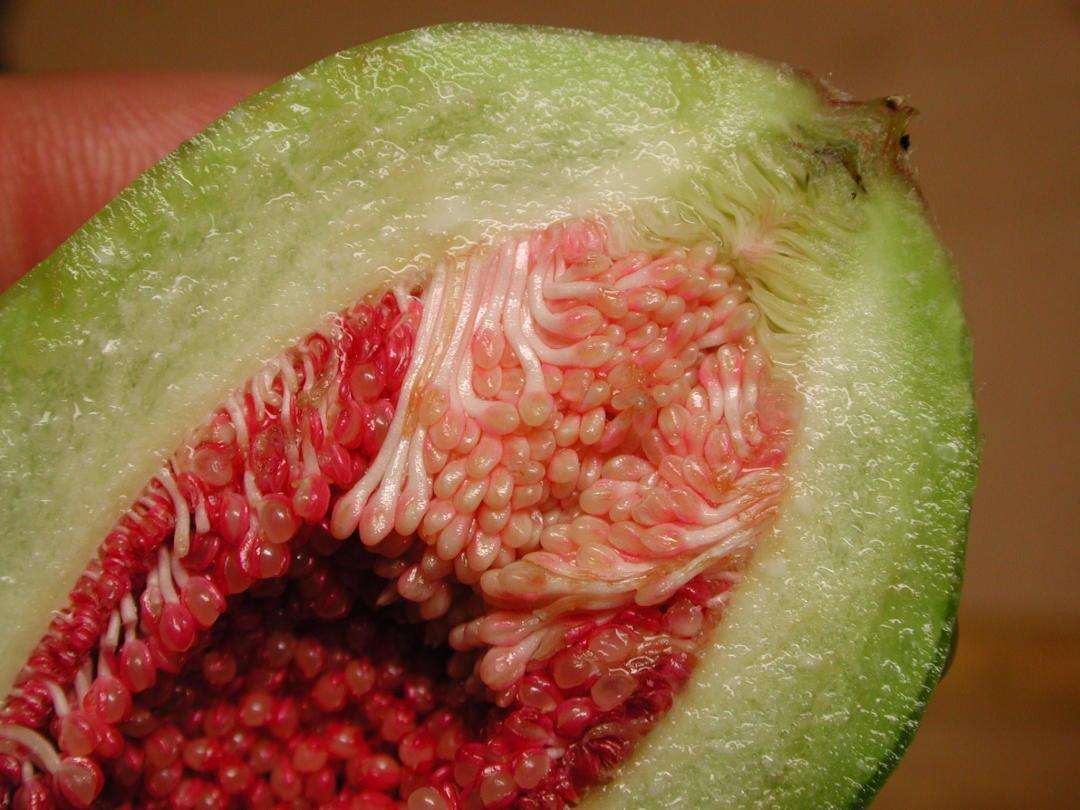 @为何说每个无花果里都有昆虫的“尸体”?你还会吃吗?