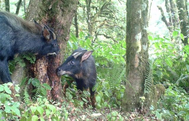 黑熊|高黎贡山发现黑熊追捕“四不像”，母兽奋力抵抗，幼崽却落入熊口