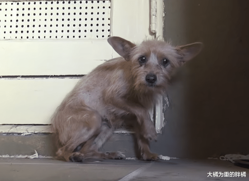 狗狗给了一群人快乐，3年后却没人要它，孩子被偷终令它以恶对人