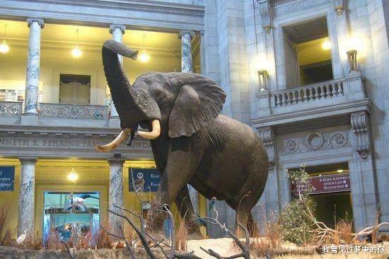 [鲨鱼]被人类给杀死的6种古老生物, 图2至少活了100年, 却被卖到餐馆