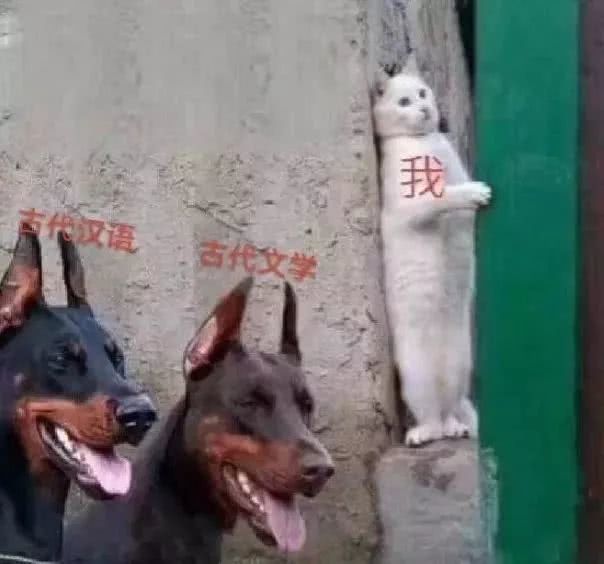 #表情包#大学专业的表情包合集 哪个专业才是最苦的？