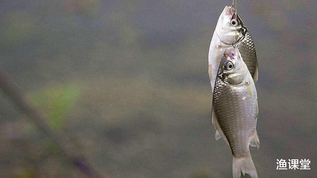 |钓鱼“连口”突变“停口”，有时是坏事有时是好事，知道原因吗？