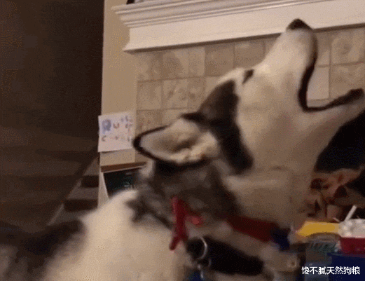 狗狗忽然学狼叫，是在告诉你这5件事，你知道吗？