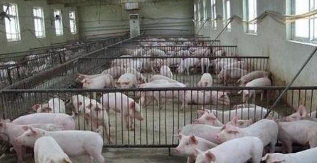 生猪价格|猪价持续下跌,下半年养猪会不会血本无归?内行人一语道破!