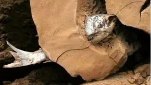 @全球最稀有的鱼，在沙漠生活5万年，如今只剩38条，随时可能灭绝