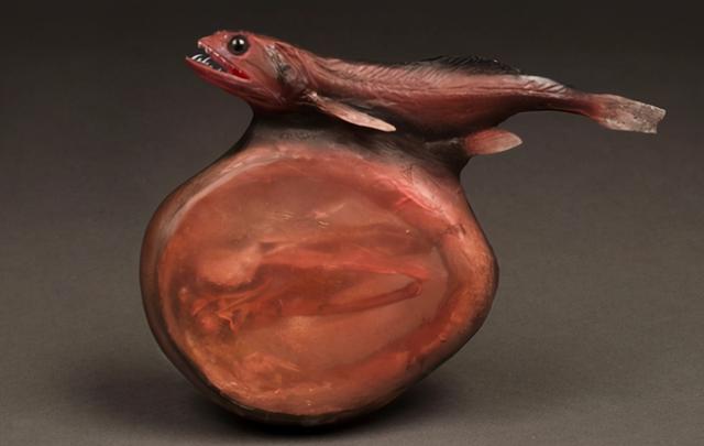 |自然界最恐怖的吃货——黑叉齿鱼，管它多大，一口吞下去就完了