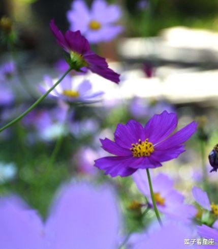 「属兔」未来一个月迎贵人，4属相万事亨通，财富缠身，好运接连不断