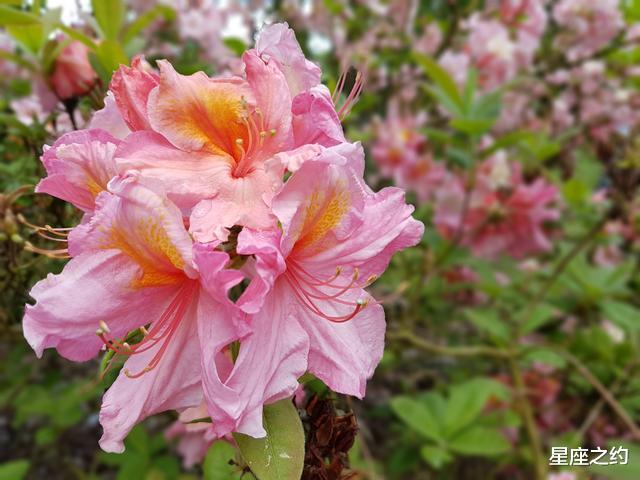 生肖|在8月份，重拾旧爱，回心转意，握手言和的三大星座