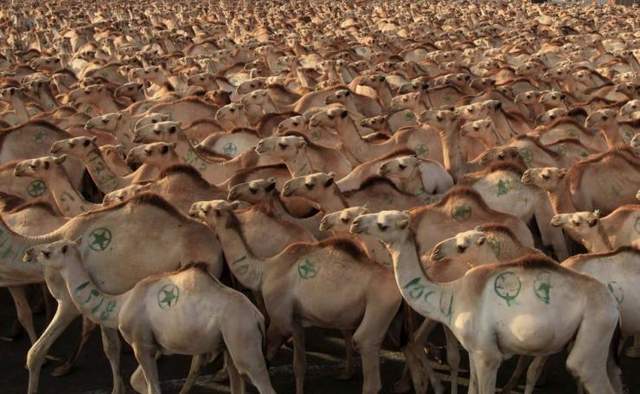 澳大利亞野駱駝泛濫成災，繁殖的太快，100多萬頭怎麼吃得完啊-圖10