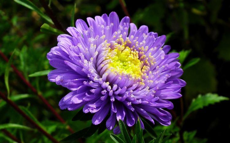 狮子座|八月份下旬，桃花绽放，邂逅良缘，爱情甜蜜的四大星座