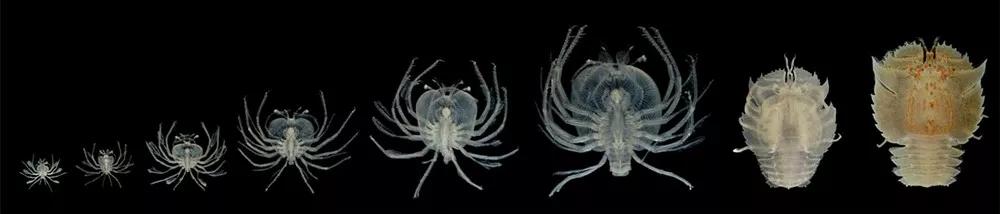 红枣■龙虾的亲兄弟：“蝉虾”和“扇虾”