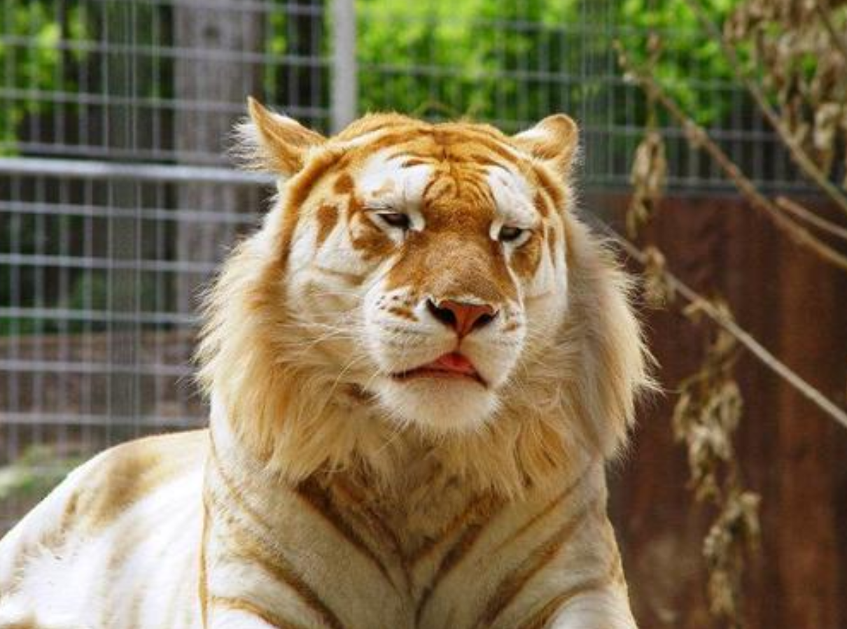 科学家|人和黑猩猩后代实验，外国科学家寻找的5个女子，结果怎样？