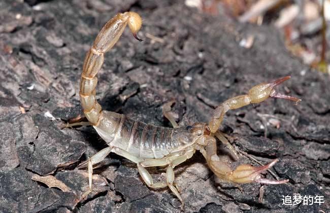 【】地球上能无视核武器的十种生物，第二种已冲向了宇宙